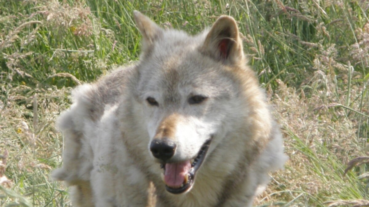 Зиёни гургон ба сокинони минтақаи Кӯлоб