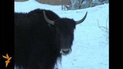 Топоз багуунун тоодой мээнети