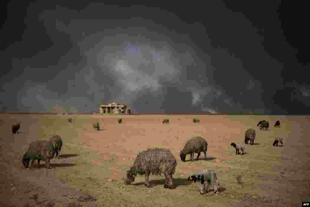 Blackened sheep graze as oil wells, set ablaze by retreating Islamic State (IS) militants, burn in the background, in the town of Qayyarah, some 70 kilometers south of Mosul. Locals say they face a range of health issues, including breathing difficulties, and shepherds said they cannot sell their livestock because the fleece of their sheep is blackened by smoke. (AFP/Odd Andersen)