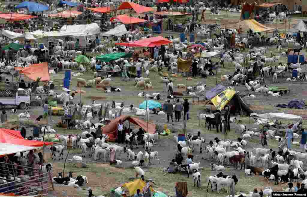 A general view of a busy cattle market in Karachi, Pakistan, amid preparations for Eid al-Adha.