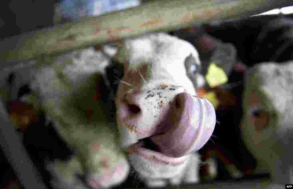 A cow sticks out its tongue on a farm in Seefeld in southern Germany. (AFP/Victoria Bonn-Meuser)