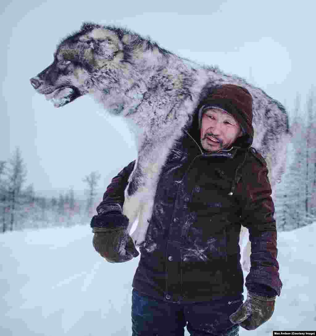 &quot;Why did he kill him?&quot; one Instagram user asked when Russian photographer Maksim Avdeyev posted this image of a Siberian trucker with a frozen wolf.&nbsp; Avdeyev explains that the truckers who drive this road had shot the wolf a few days before. With days of traveling ahead of them, they decided to bury the valuable carcass, and pick it up on their return journey. &quot;In Yakutia there&#39;s so much space you can store anything under the snow, you just need to place a GPS mark, or remember which tree,&quot; he explains. &quot;The guys will give the wolf to the local authorities. There&#39;s a program in Yakutia where the authorities give money for [killed] wolves because they are dangerous to deer herders.&quot; For each wolf killed the local government pays around $500, a large sum in a region that often struggles to pay for education and infrastructure.&nbsp;