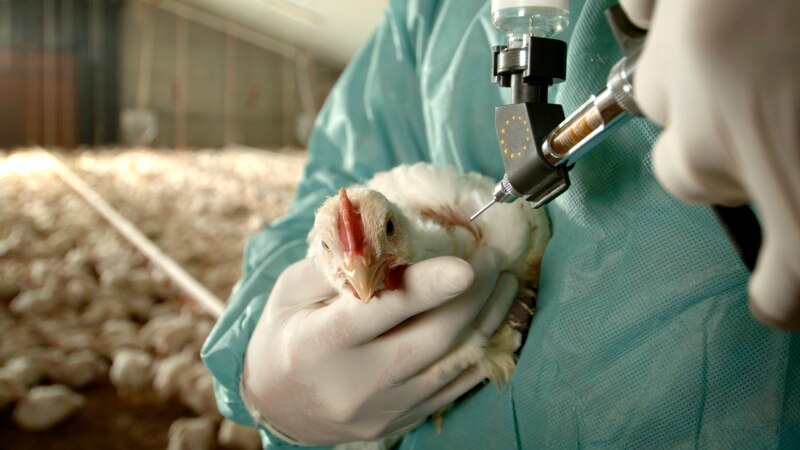 Naučnici našli mutacije ptičje gripe, rizik i dalje nizak