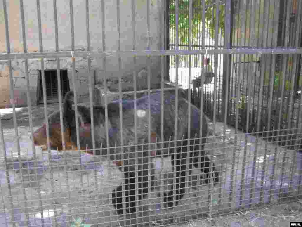 Zoopark "əhli" və yay istiləri #10