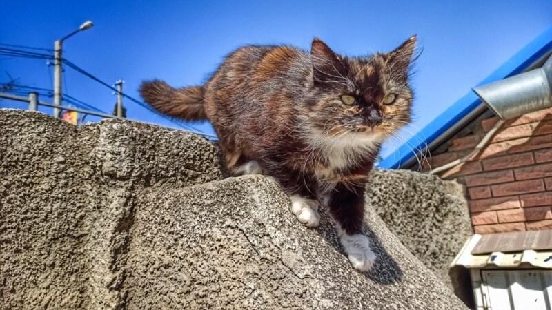 Судакский кот греется на солнце | Крымское фото дня