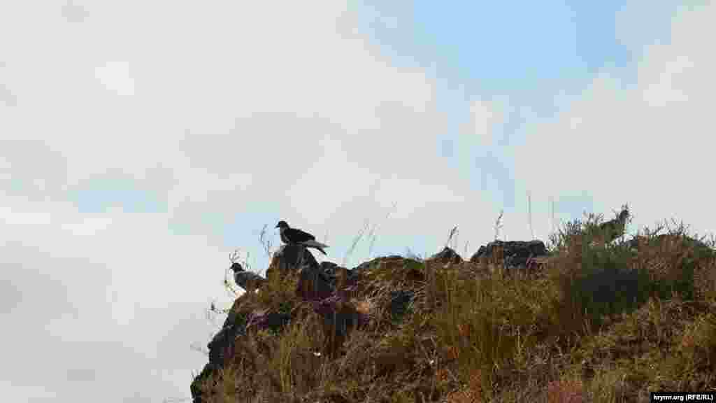 Дикие голуби сидят на скале
