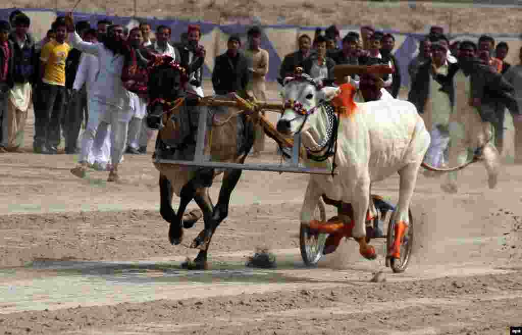 Participants compete in a bull race in Hyderabad, Pakistan. (EPA/Nadeem Khawer)&nbsp;