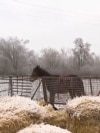 Trkački konji u Ukrajini u opasnosti i zbog zime i zbog ruskih napada