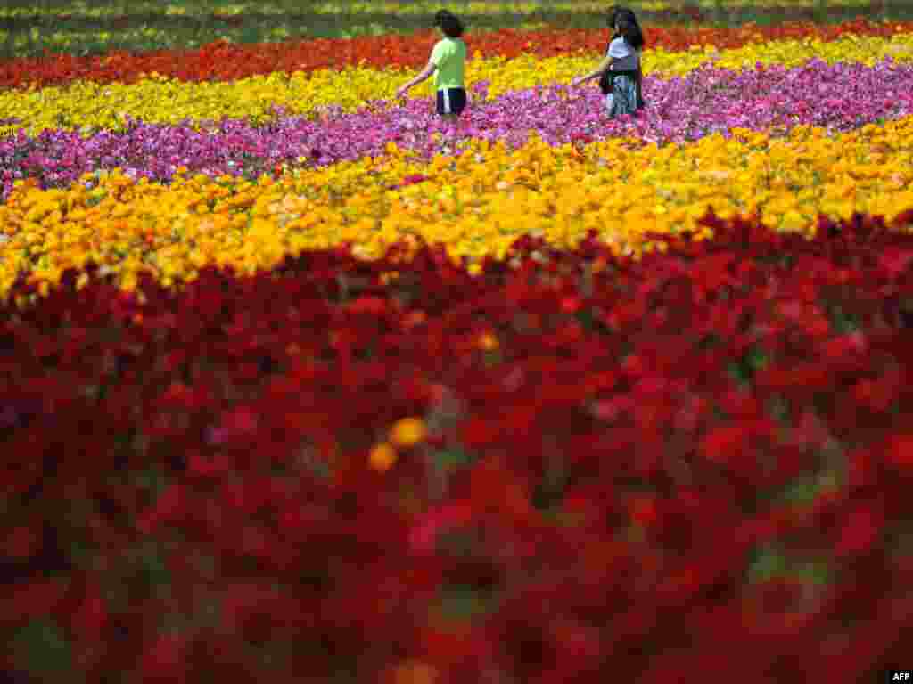 Кветкавая плянтацыя ў Каліфорніі.