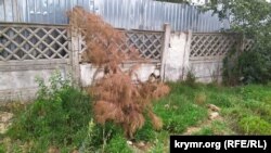 Загибла сосна