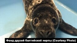 Тюлень в Санкт-Петербурге (архивное фото)