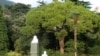 Никитский ботанический: сад маслин и Буратино