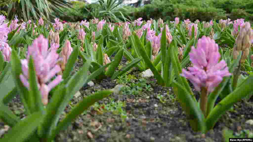 На клумбах Приморского бульвара расцветают гиацинты и другие ранние весенние цветы