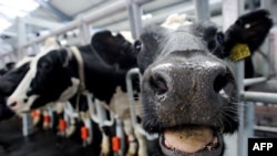 Vaci de la o fermă de produse lactate din satul Petrovskoie, regiunea Leningrad, inaugurată în 8 august 2014. 