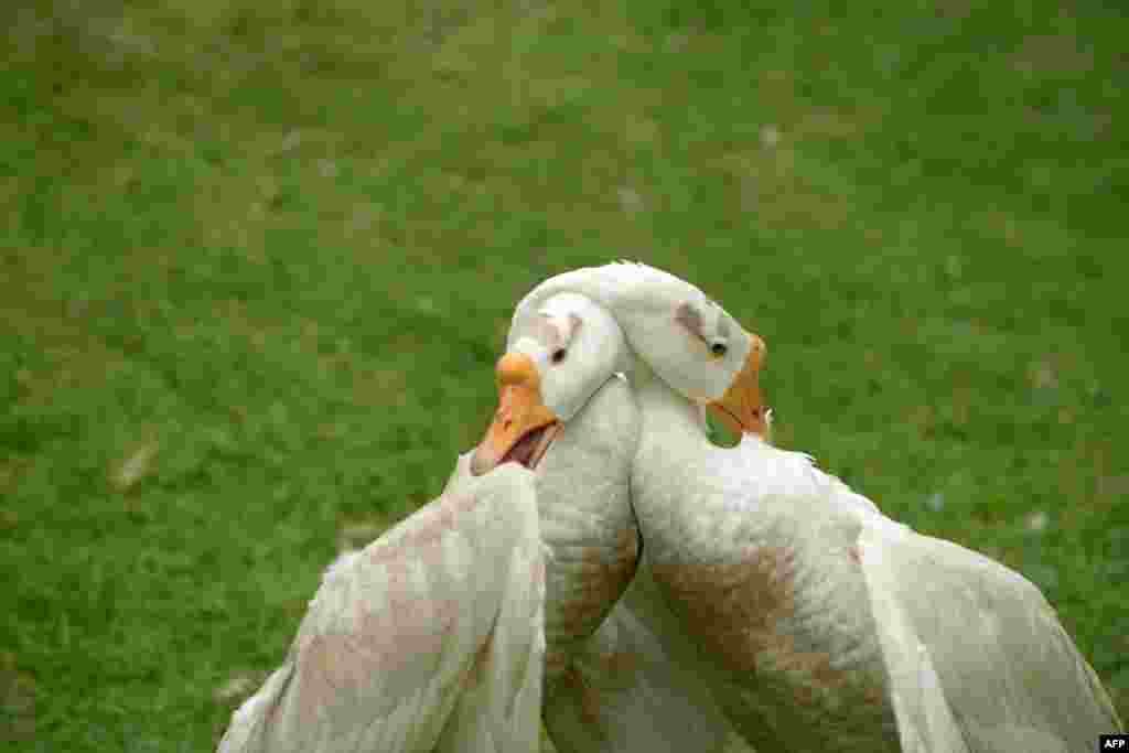 Ducks play in a hotel garden in Kathmandu. (AFP/Prakash Mathema)