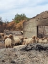 Sheep survived the fire, Piperi, Podgorica, Montenegro