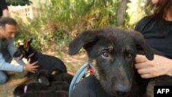 Собака может и служить, и кусаться