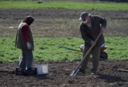 People plant potatoes not far from the western city of Lviv on April 10.
