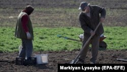 За останній тиждень ціни на овочі, у тому числі борщового набору, знизилися, повідомив НБУ