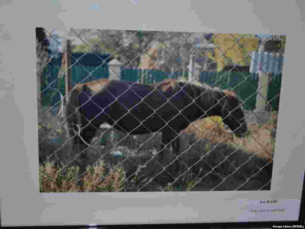 "Caii sunt o inspiratie", autor - Ion Radu