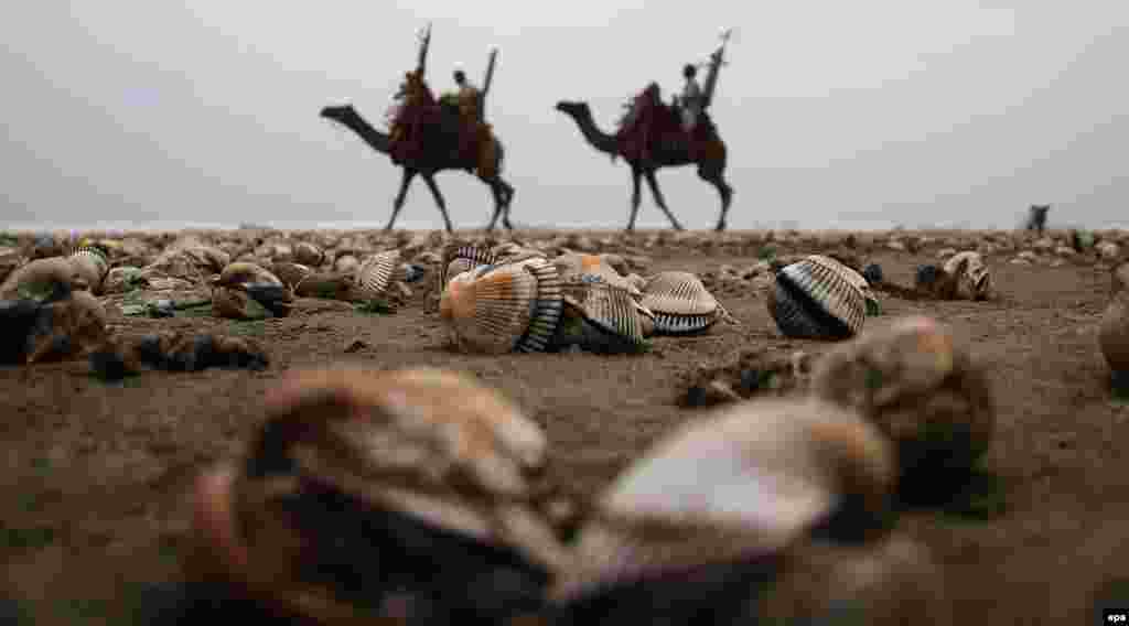 Pakistanly erkekler port şäher Karaçiniň deňiz kenaryndan balykgulak çöpleýärler. Pakistani men collect seashells on a beach in the port city of Karachi. (epa/Shahzaib Akber)