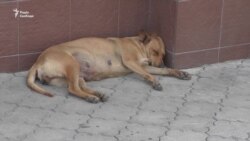 В окупованому Криму фірма з Росії хоче відстрілювати безпритульних собак (відео)