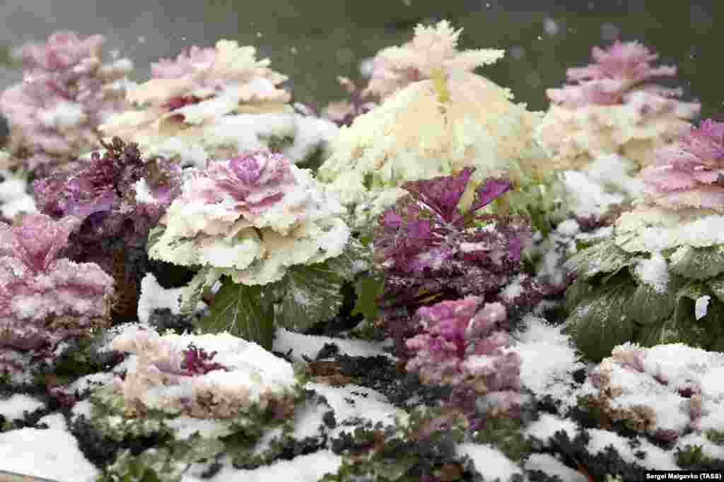 Клумба с декоративной капустой во время снегопада в Ялте