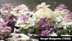Сніговий апокаліпсис: як потужні опади накрили Крим (фотогалерея)