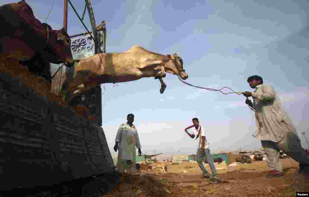 A cow jumps from the back of a truck after arriving at a cattle market on the outskirts of Karachi, Pakistan. (Reuters/Athar Hussain)