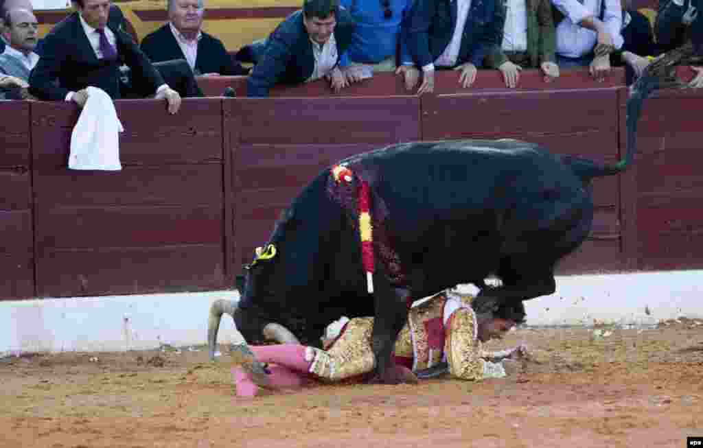 A bull gets the better of Spanish torero Francisco Rivera Ordonez during the Olivenza Fair's second and last bullfight in Olivenza, Badajoz, Spain, on March 8. (epa)