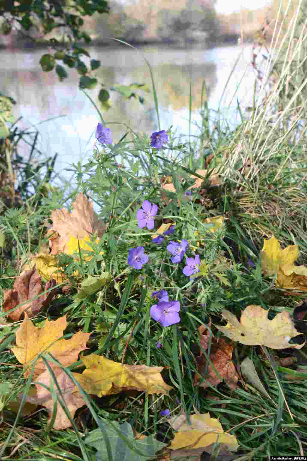 Czech Republic - Autumn in Prague (Photos by RFERL Azeri Service correspondent Rovshan Gambarov)