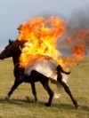 A horseback rider performs a fire stunt during a show organized for participants in the Gallops 2025 equestrian rally near Lake Song Kol in Kyrgyzstan.
