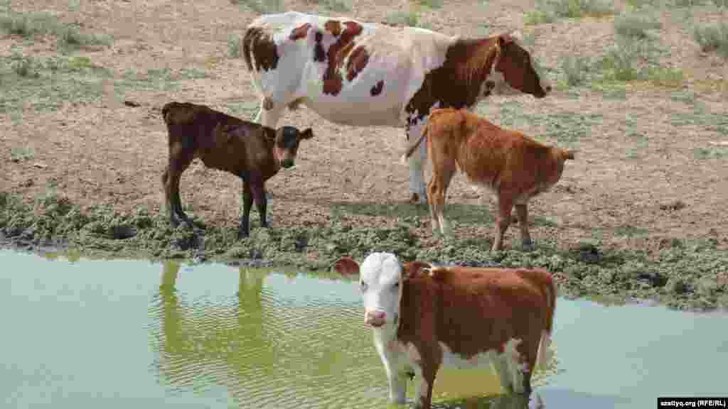 Коровы с телятами на водопое.