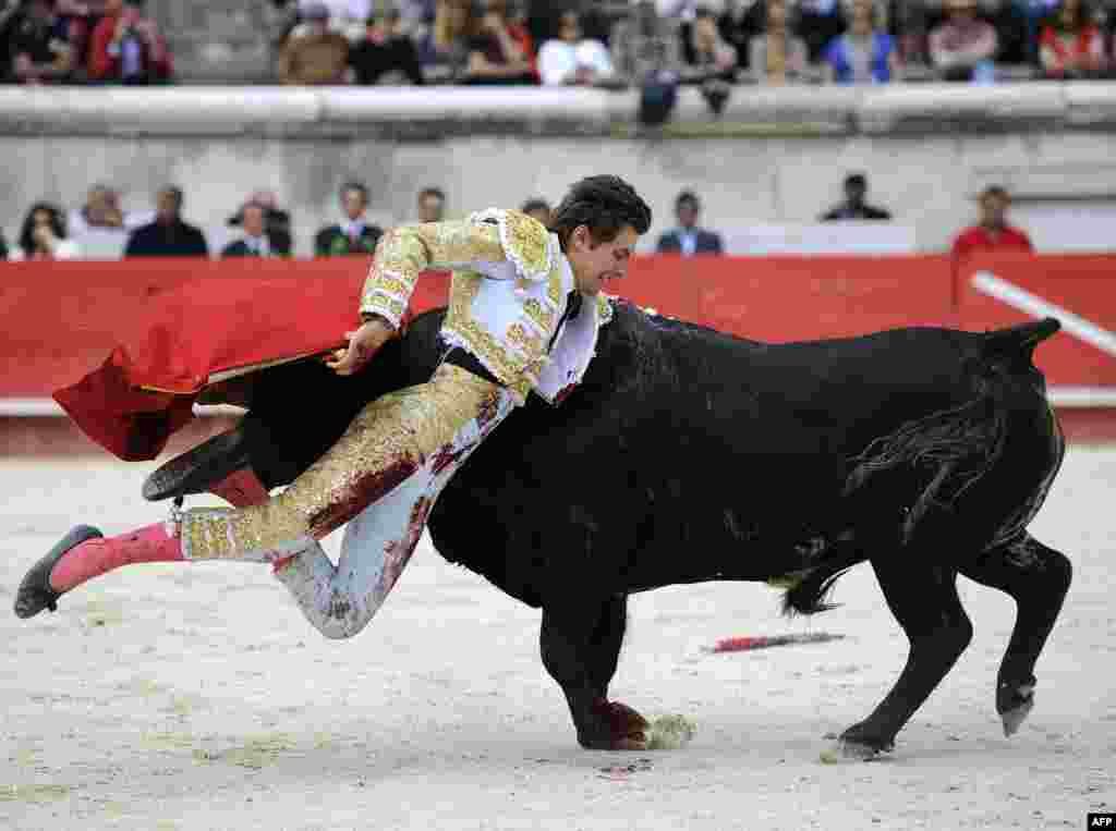 French matador Juan Leal is gored by a bull during the Nimes Pentecost Feria. (AFP/Pascal Guyot)