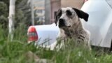 Armenia's Protests Pooch video grab 1