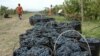Sezona branja grožđa u vinogradima Plantaža, 23. septembar 2015.