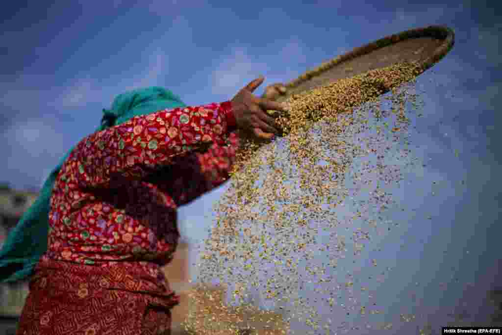 Сбор риса в Лалипуре, Непал.&nbsp;(EPA-EFE/Hritik Shrestha) &nbsp;