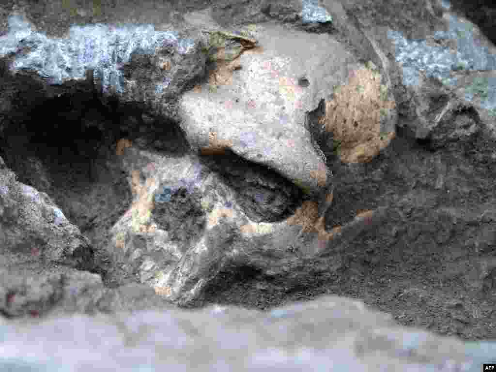 Грузія – Череп предка людини віком близько 1,8 мільйона років, знайдений при розкопках у Дманісі вченим Давітом Лордкіпанідзе. Знахідка може може викликати революцію в дослідженні предків людини. Дослідники припускають, що відразу кілька видів із роду Homo слід об’єднати в один вид. Фото 17 жовтня 2013 року.