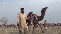 Camel Fights In Pakistan: Tradition Beats Law