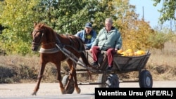 Imagine surprinsă la Cupcini