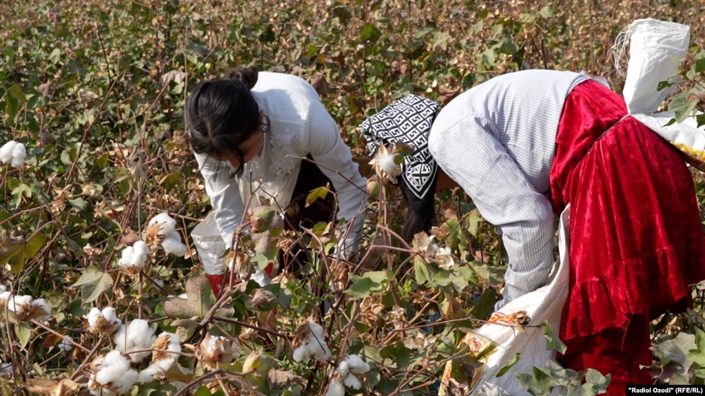 Фишор барои пайвастан ба "маъракаи ихтиёрӣ" дар Осиёи Марказӣ