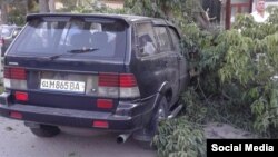 Дарахт енгил автомобиль устига қулаган