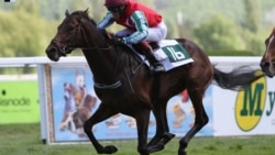 Жеребец Альдар главы Чечни во время скачек