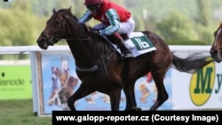 Жеребец Альдар главы Чечни во время скачек