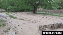 گزارش شده است که سرازیر شدن سیلاب ها در ولایات صد ها جریب زمین های زراعتی را نیز تخریب کرده است