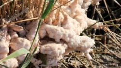 Diňle: Daşoguzda duzly tupan turdy, ümürli howada ilat pagta ýygmaly boldy