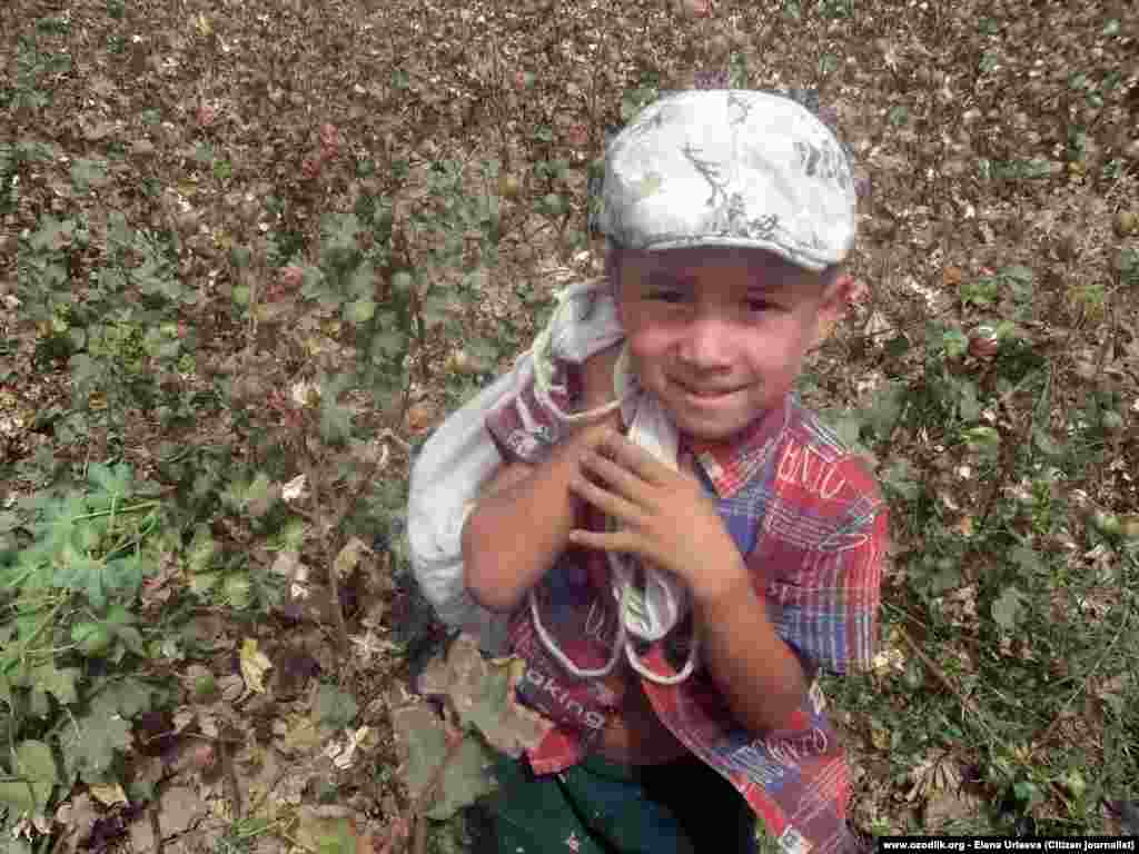 A young boy collects cotton in the Tashkent region. Underage labor is officially banned, but continues nonetheless.