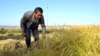 Kyrgyzstan-Batken, Akturpak, rice, 2Oct2015