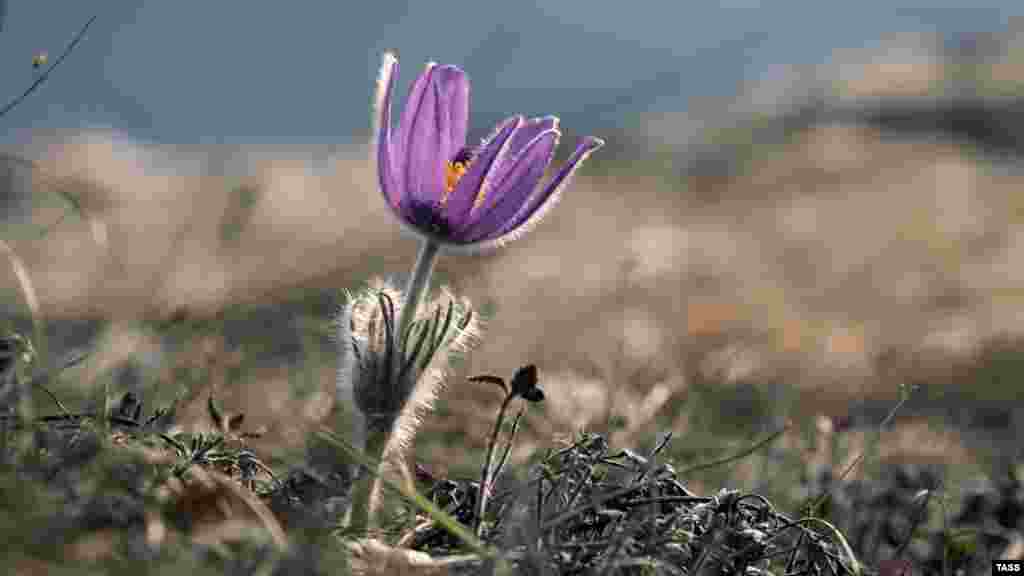 У Крим приходить весна. На вершині гори Челтер-Кая, що за півтора кілометра від села Тернівка (Севастополь), почали квітнути первоцвіти