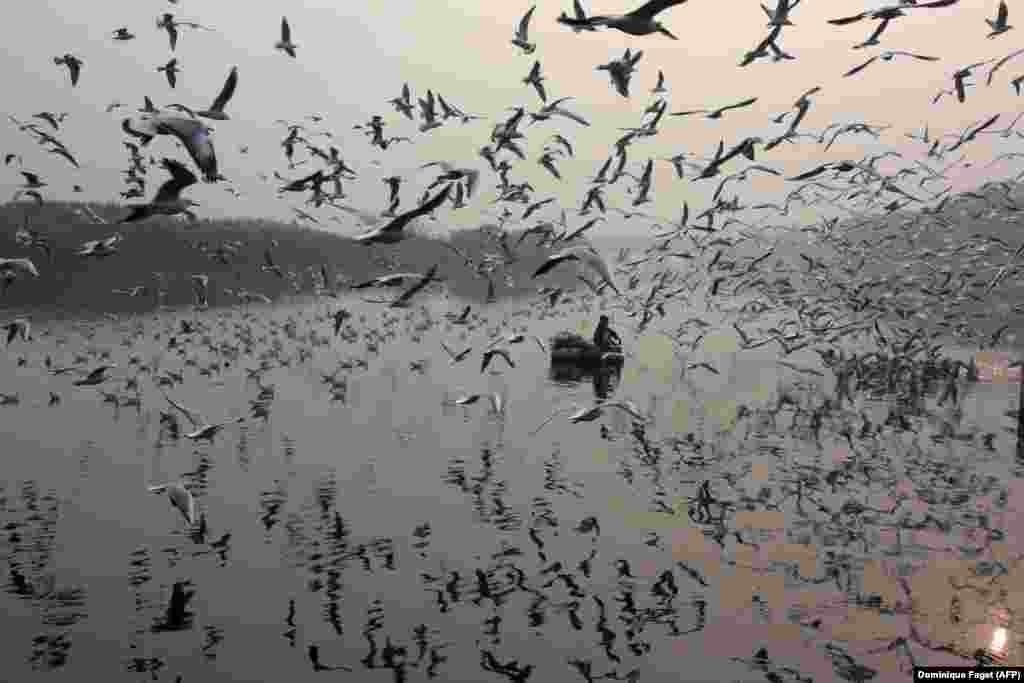 An Indian man feeds seagulls on the Yamuna River in New Delhi. (AFP/Dominique Faget)